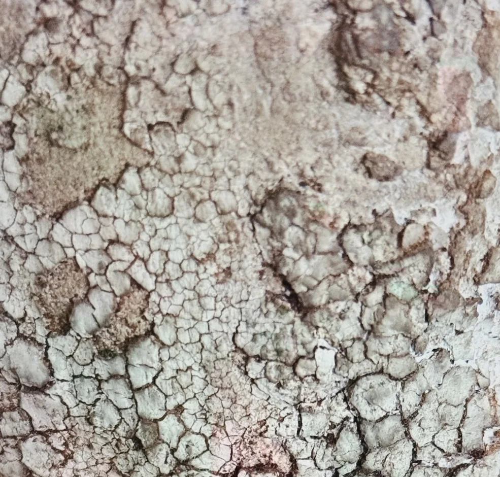 A layered irregular ceramic surface with mineral-like texture